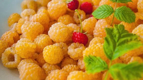 Kohvitassitäis marju päevas on sobiv kogus, sest sealt saab juba piisavalt kõiki kasulikke aineid.