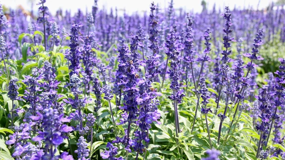 Harilik iisop pärsib liighigistamist, aitab ka külmetushaiguste korral.