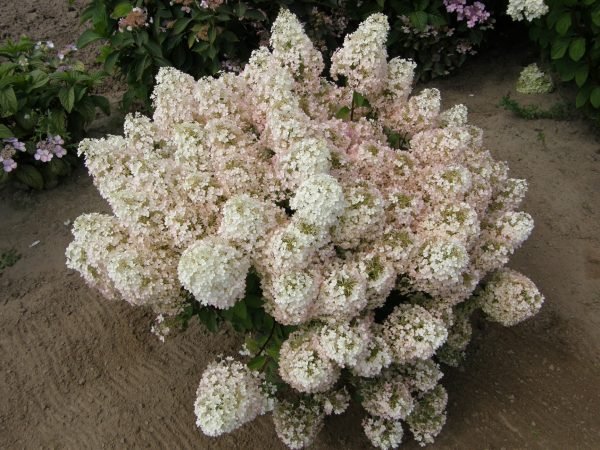 Aedhortensia ’Bobo’.