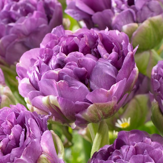 Pojengtulp ’Blue Wow’.