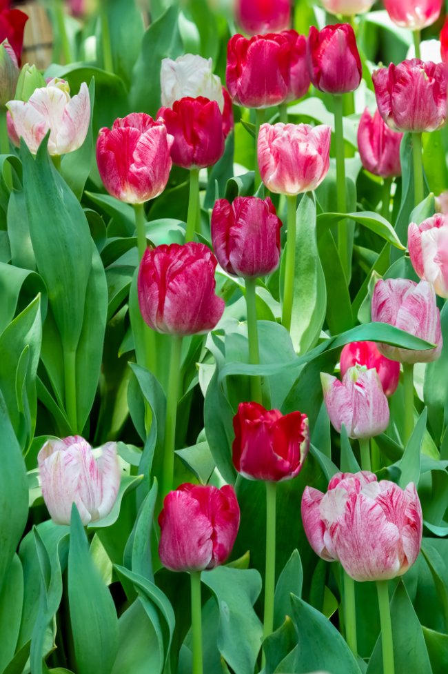 Triumftulp ’Hemisphere’.