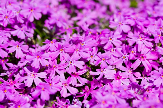Padjandfloks.