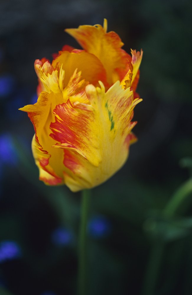Papagoitulp ’Texas Gold’.
