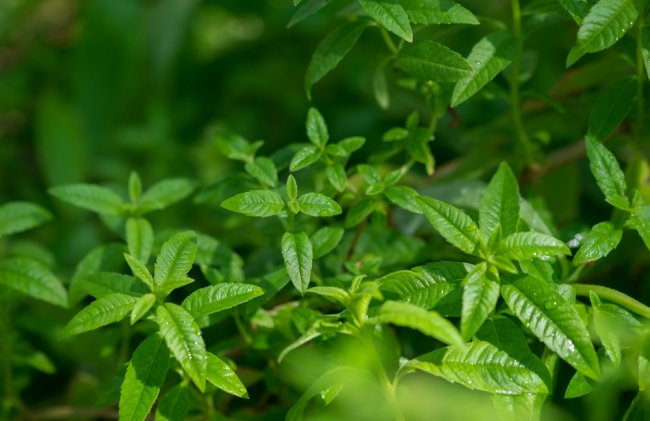 Sidrunaloisia (Aloysia citriodora).