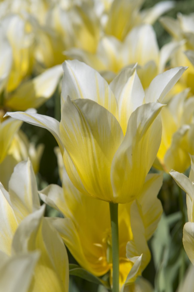 Liiliaõieline tulp ’Budlight’.