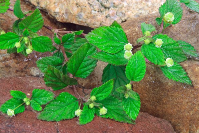 Magus lippia (Lippia dulcis).