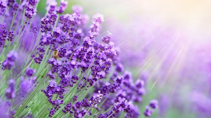 Lavendel näeb võrratu välja, ent on ka väga kasulik.